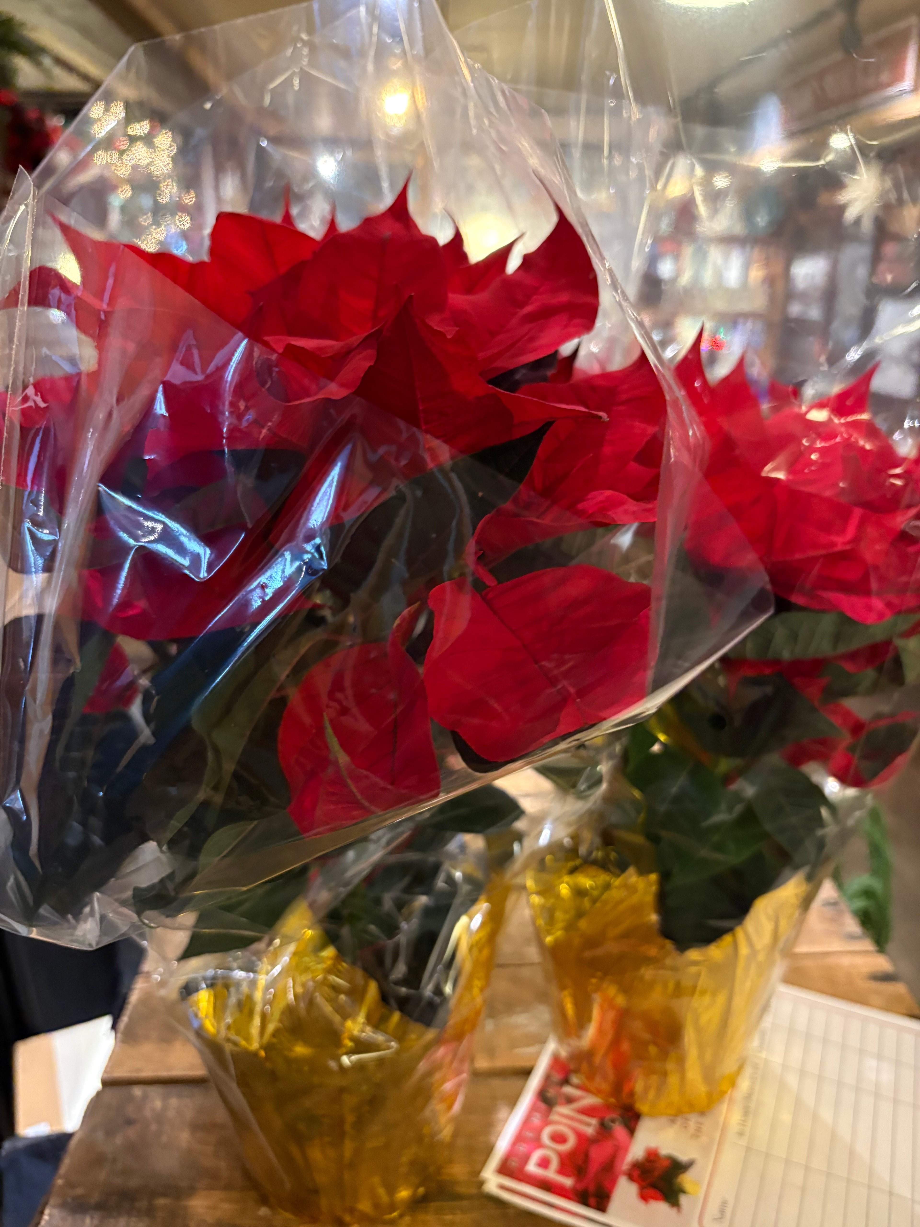 Poinsettias