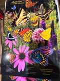 Butterflies Of Mid-America