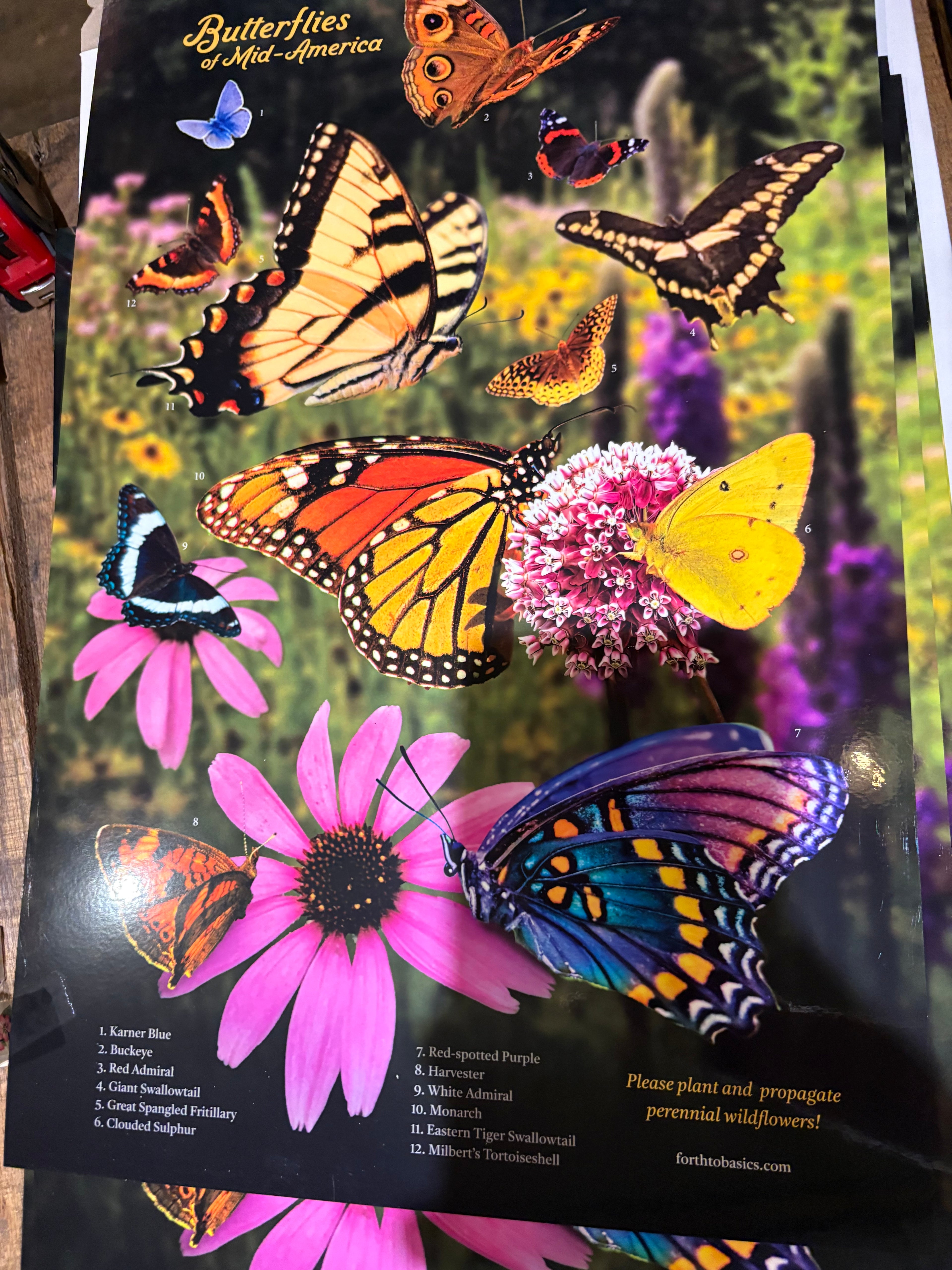 Butterflies Of Mid-America