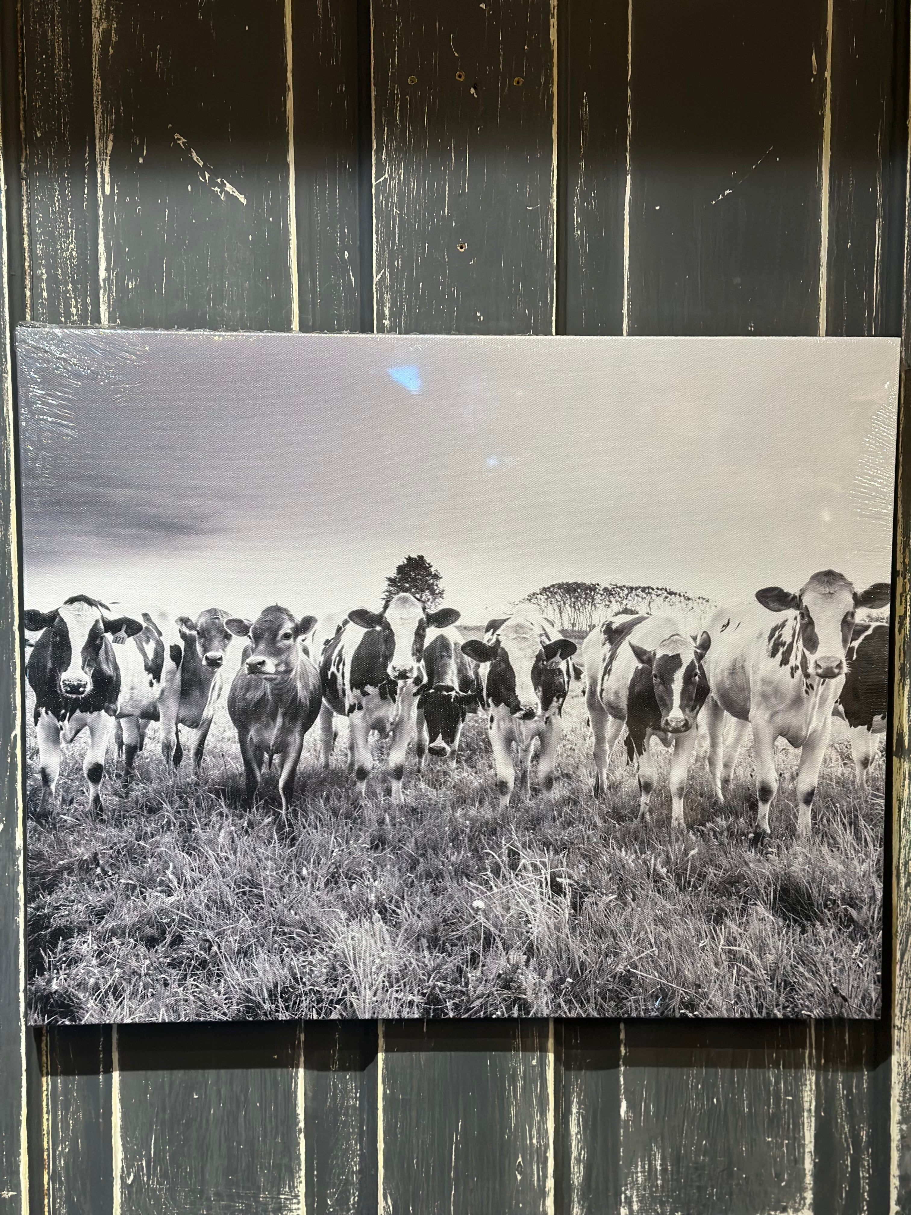 Cows Grazing Print