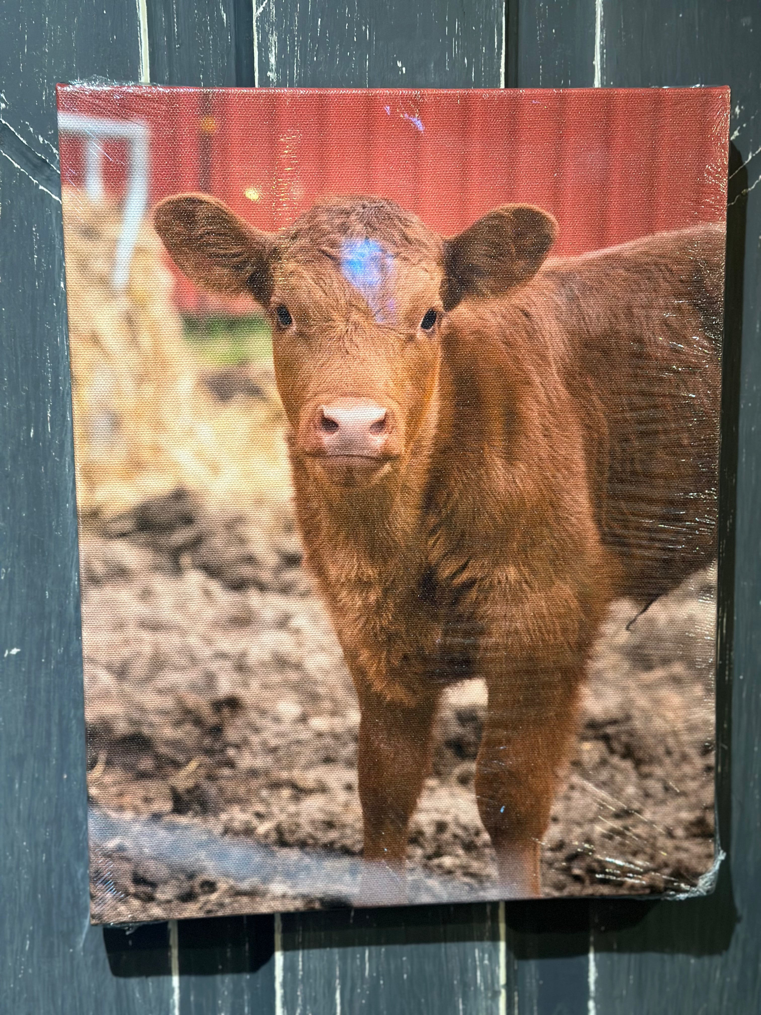 Close up cow Selfie