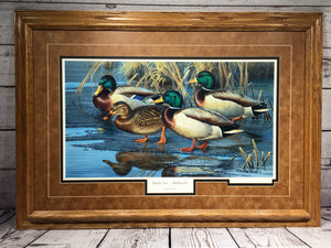 28" x 20" Early Ice - Mallard Picture