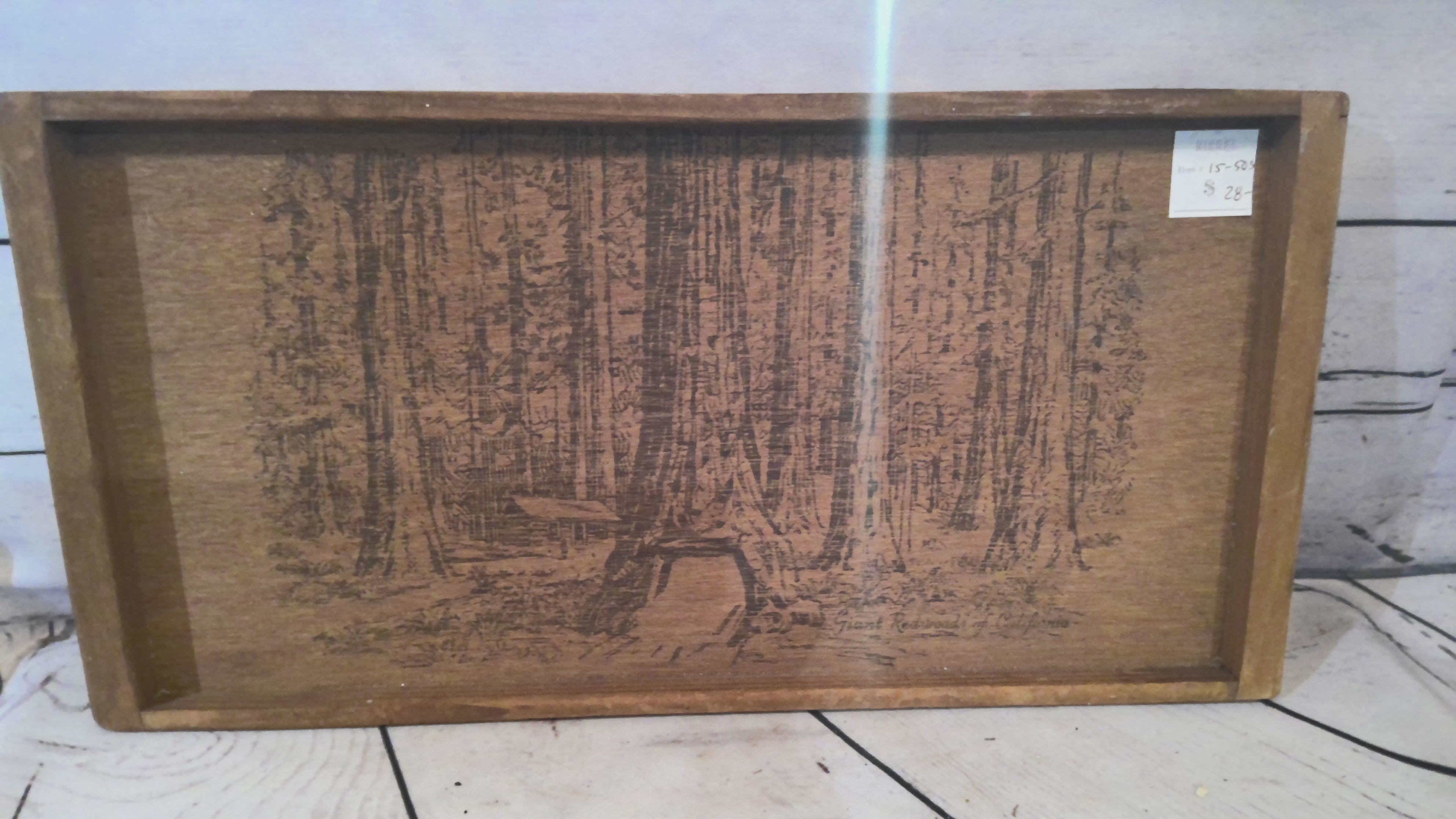 Giant Redwood of California picture