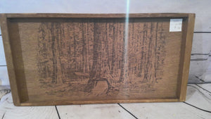 Giant Redwood of California picture