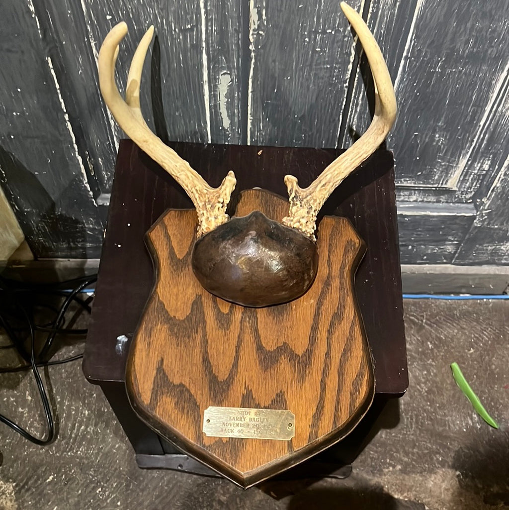 Deer Antlers