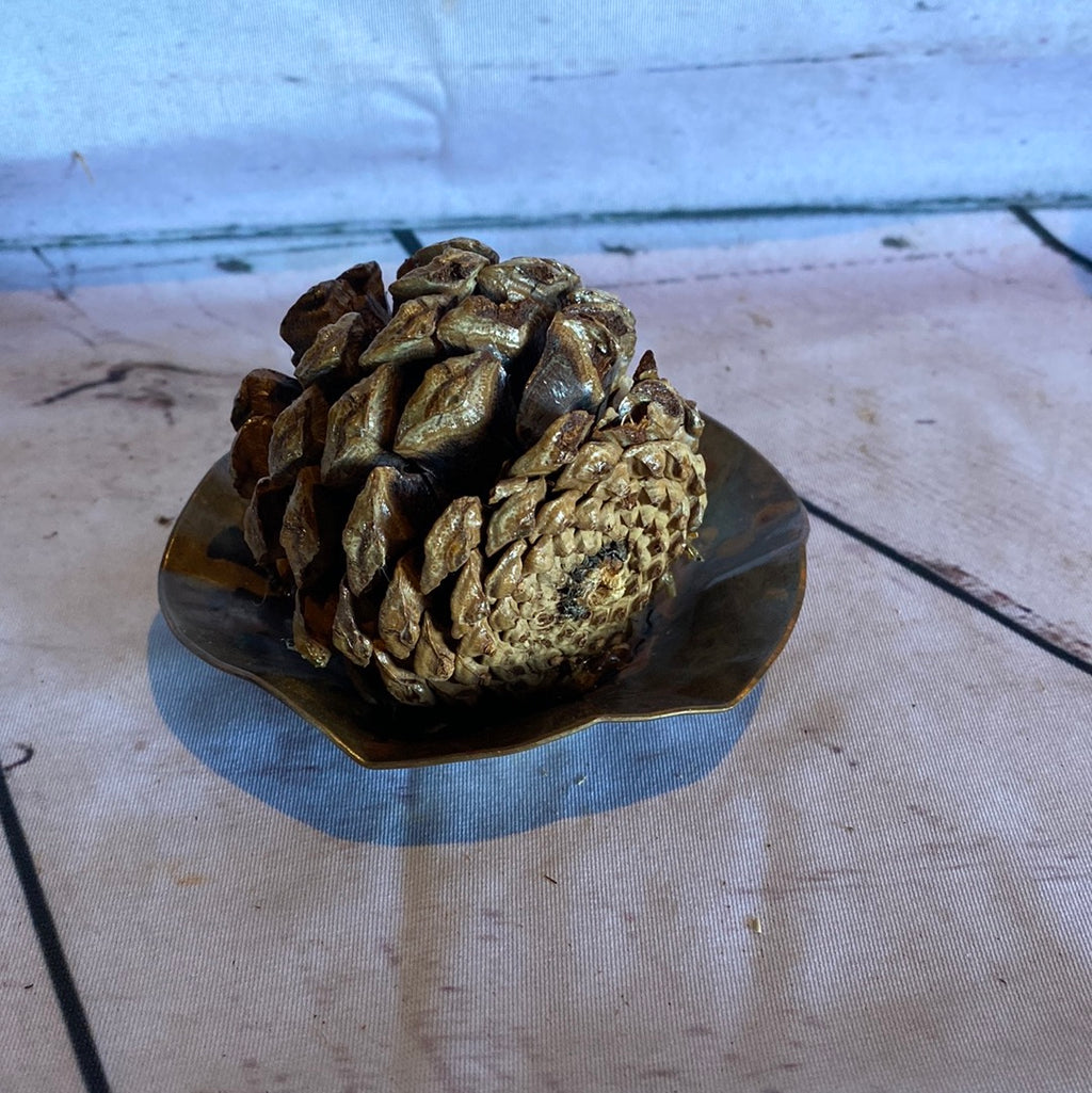 Small Copper Plate w Pinecone