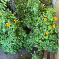 16" Foliage Basket