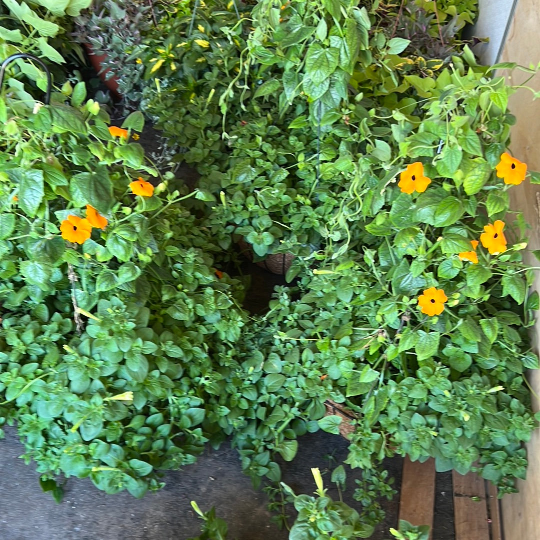 16" Foliage Basket