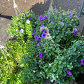 12" hanging baskets
