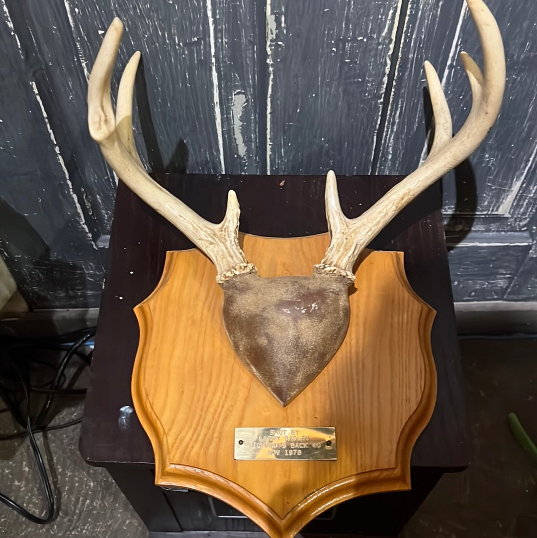 Deer Antlers