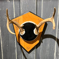 Deer Antlers
