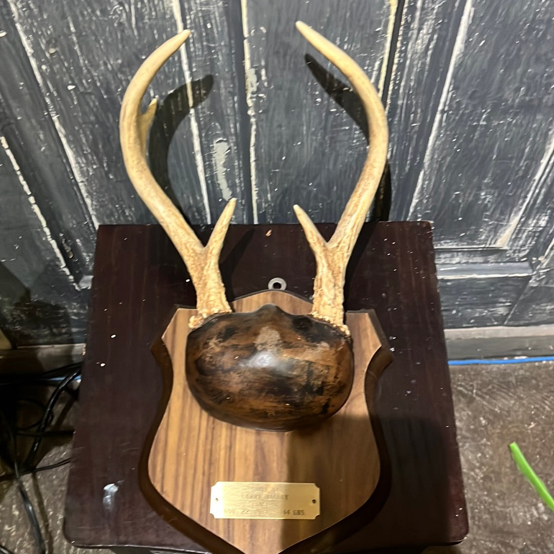 Deer Antlers